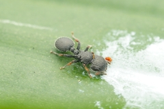 Cataulacus granulatus