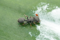 Cataulacus granulatus