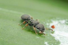 Cataulacus granulatus
