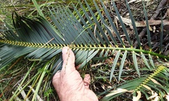 Macrozamia reducta