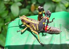 Traulia azureipennis