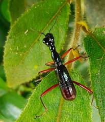Neocollyris