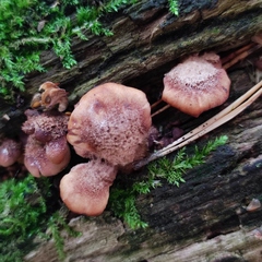 Lentinellus castoreus