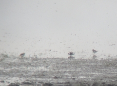 Charadrius hiaticula