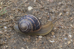 Helix albescens