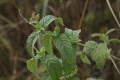 Mentha longifolia