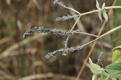 Mentha longifolia