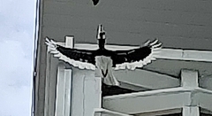 Anthracoceros albirostris