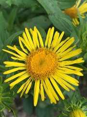 Pentanema britannica