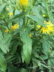 Pentanema britannica