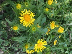 Pentanema britannica