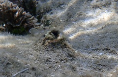 Blenniiformes