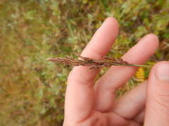 Arctagrostis latifolia