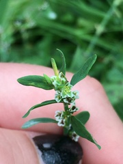Polygonum aviculare