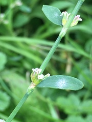 Polygonum aviculare