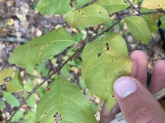 Eriophyes cerasicrumena