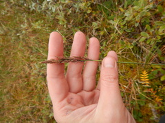 Arctagrostis latifolia