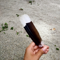 Anthracoceros albirostris