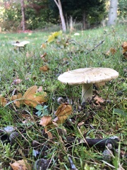 Amanita phalloides