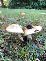 Amanita phalloides