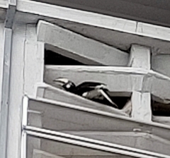 Anthracoceros albirostris