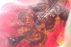 Cristulariella