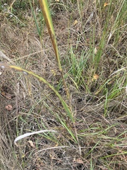 Sporobolus michauxianus