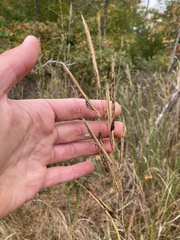 Sporobolus michauxianus