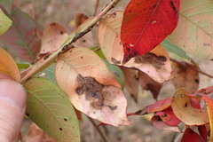 Cristulariella