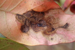 Cristulariella