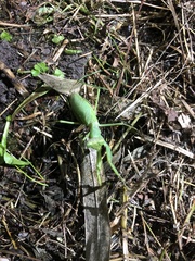 Hierodula patellifera patellifera