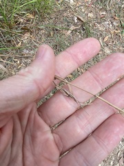 Cymbopogon refractus