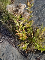 Eupatorium cannabinum