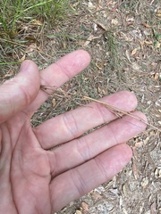 Cymbopogon refractus