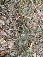 Cymbopogon refractus