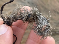 Corallina officinalis