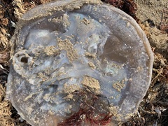 Catostylus mosaicus