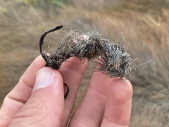 Corallina officinalis