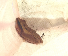 Polypedates leucomystax