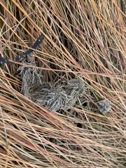 Corallina officinalis