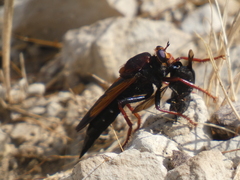 Asilus barbarus