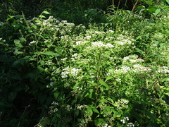 Ageratina altissima altissima