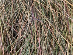 Sporobolus pumilus