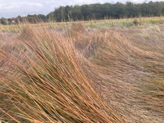 Sporobolus pumilus