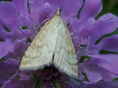 Udea lutealis