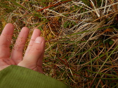 Poa arctica