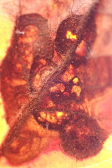 Cristulariella