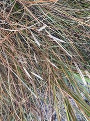 Sporobolus pumilus