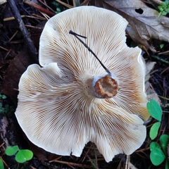Paralepista