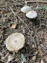 Chlorophyllum olivieri
